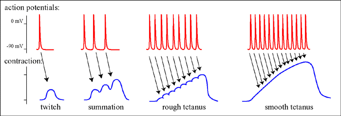 Twitch and Tetanus